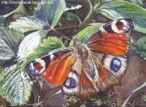 Papillon